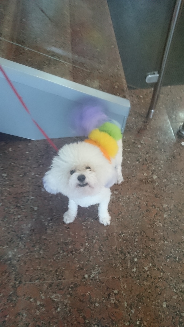 Rainbow meeting. - My, Rainbow, Dog, Longpost