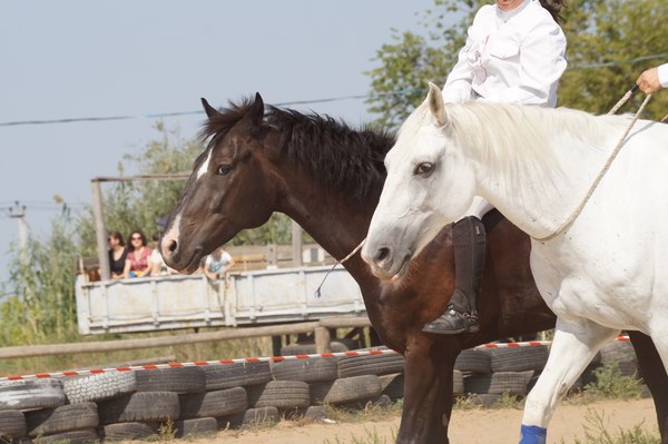 Show horses - Horses, Horses, Show, My, Health, Longpost, Video