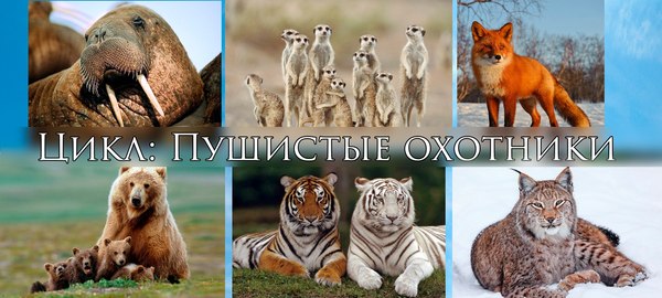 Цикл: Пушистые охотники. Куницы - Моё, Охота, Куница, Пушистые, Видео, Длиннопост