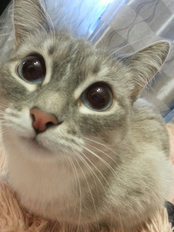 bugeye - Goggle-eyed, cat, Eyes, Homemade, Photo