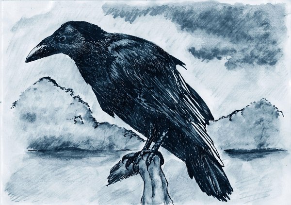 Article about crows and my illustration - My, Crow, 