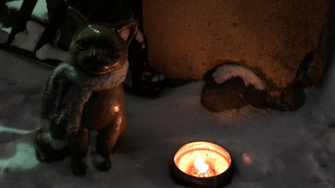 Story time from Tallinn - My, cat, Cat with lamp, Tallinn, Time for drop dead stories, GIF