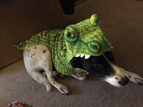 Tirex dog costume - Dog, Costume, Halloween, Reddit