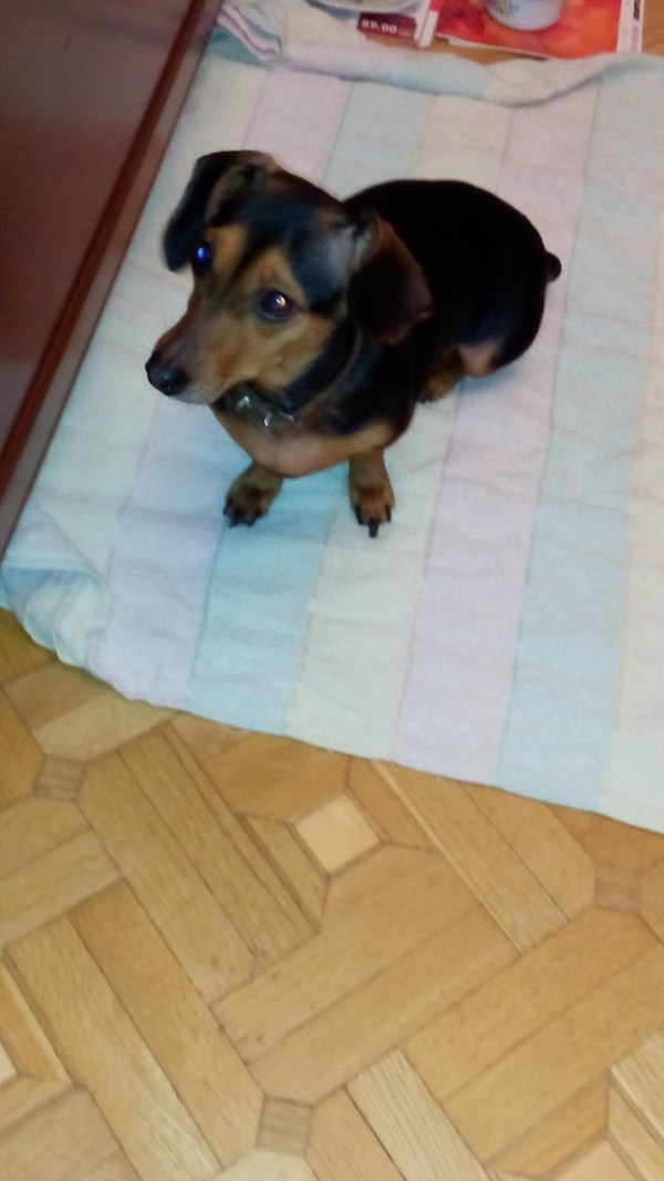 Found a dog in Odessa - Odessa, The missing, Animals, Dachshund, Dog, Found a dog