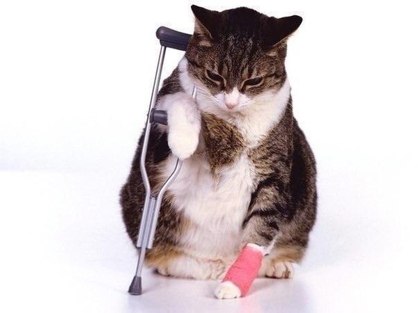 Get well soon kitty) - cat, Milota, 