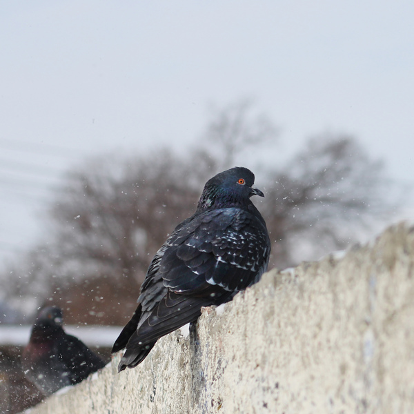 Pigeon is cold in winter - My, Pigeon, Birds, Snow