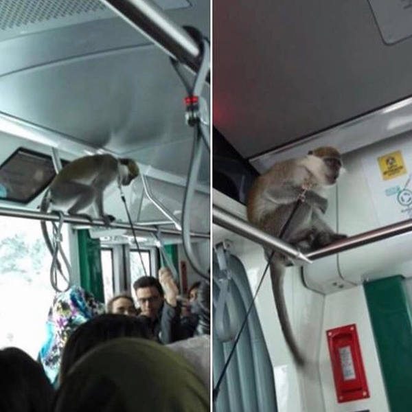 guest on the bus - My, Guests, Bus, Monkey