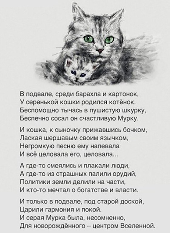 liked - Animals, liked, Poems, Milota, cat