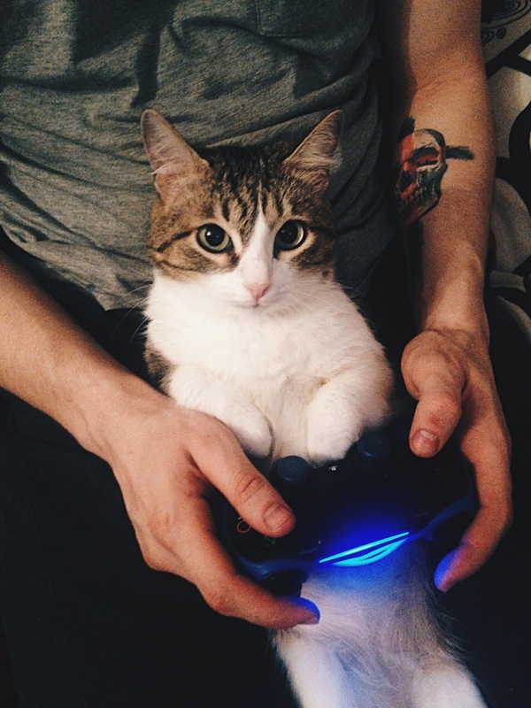 Cat relaxation - Longpost, Playstation 4, Relax, My, Games, cat