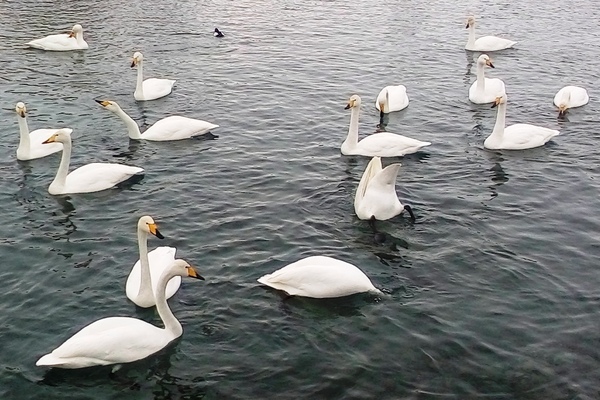 Hello, *oops, New Year! - My, Swans, Altai, Altai Republic