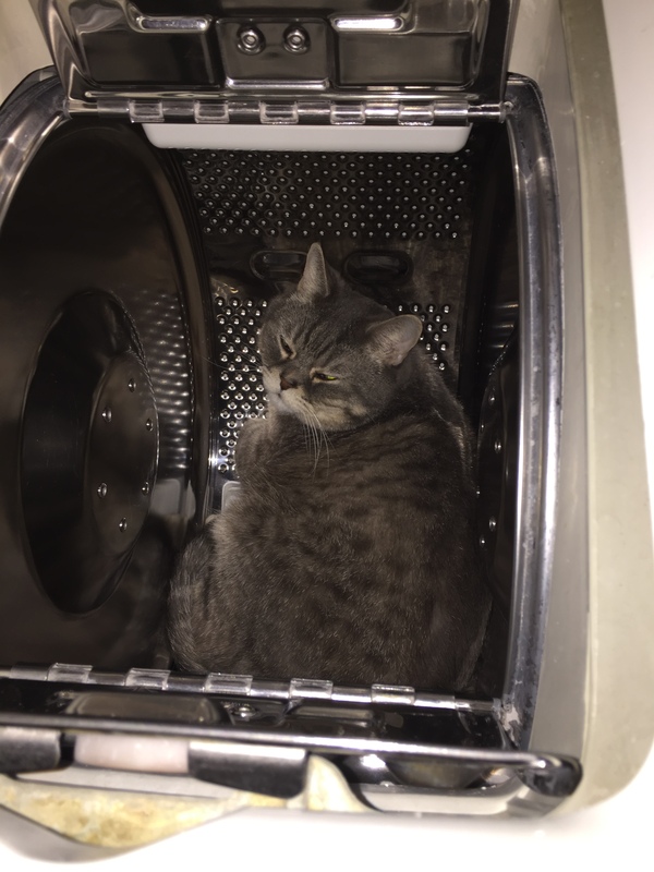 Ready for the centrifuge - My, cat, Космонавты, Centrifuge