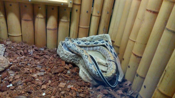 Reptiles of the St. Petersburg Exotarium. - My, Leningrad Zoo, Snake, Thin-tailed Snake, 