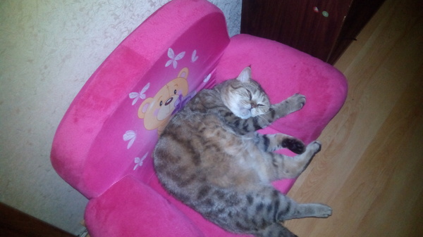 The wooly has grown up! - Fullness, , Fat man, Bed, Armchair, Photo, cat, My