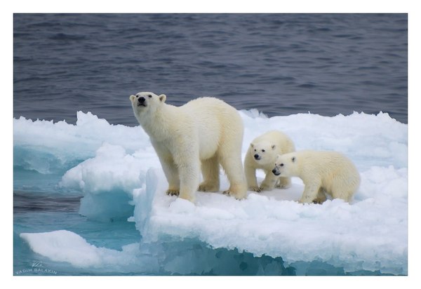 Franz Josef Land - Franz Josef Land, Arctic Ocean, Arkhangelsk region, Nature, The Bears, Photo, Landscape, Ice, Longpost