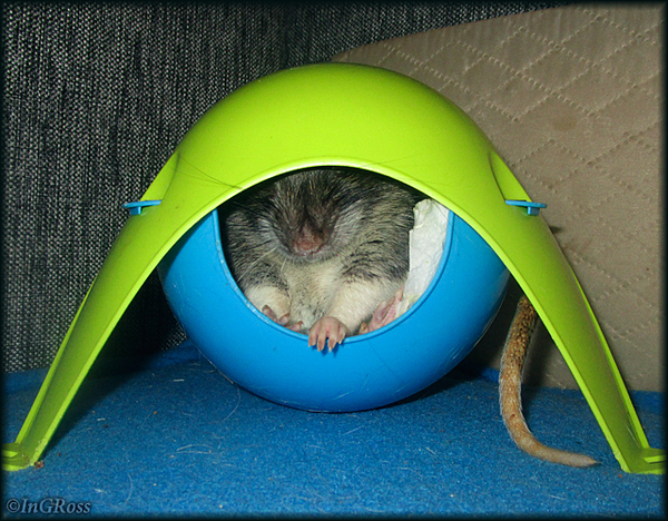- No, I'm not tight. (Yechet, in the Push-Up satellite) - My, My, Rat, Decorative rats, Rat Chronicles, Photo, The photo