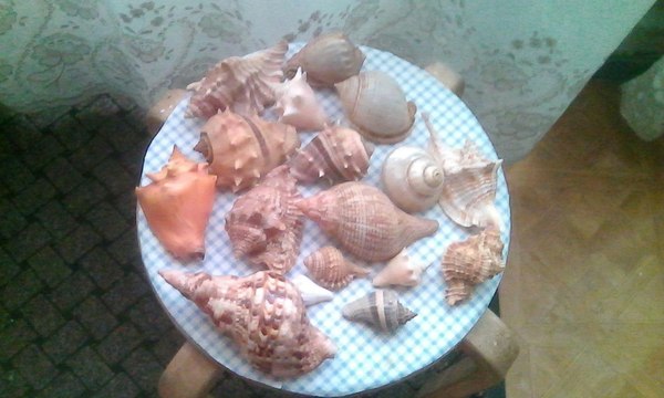 Guys, does anyone need this? - Seashells, Moscow, Hunger