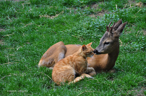 Roe deer and red cat =) - Roe, cat, Zoo, Odessa, Longpost, , Not mine