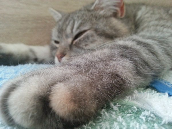 The angle decides - Foreshortening, cat, Paws, Giants, Homemade, Photo