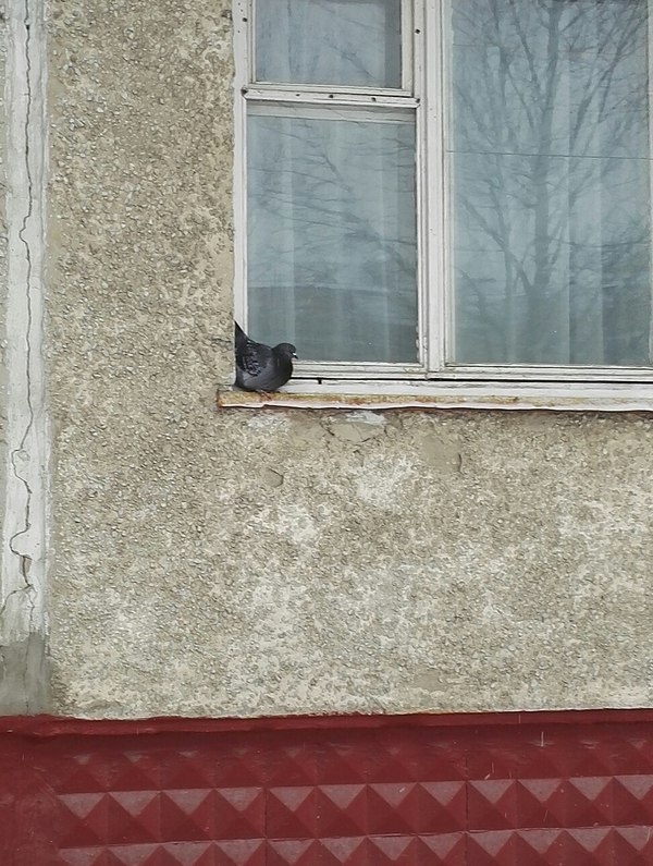 Нижневартовск -40, Голубь греет попу