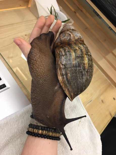 Great glove... uh... chooo? - 9GAG, Snail, Animals, Illusion