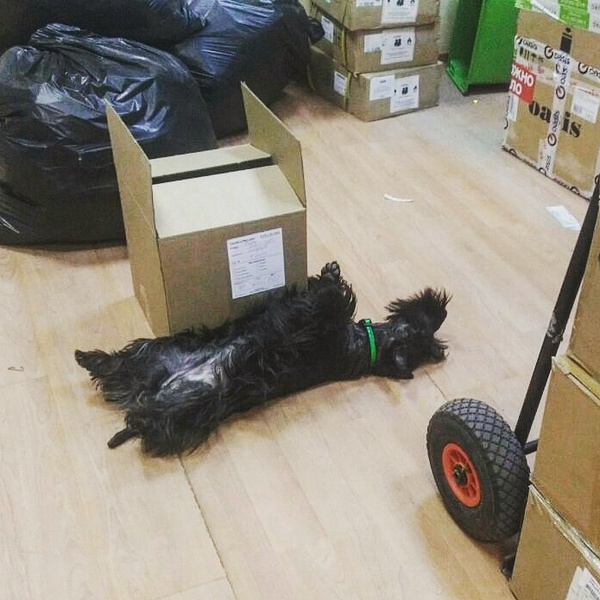 January 9th is hard for everyone, even for a small warehouse employee) - My, January, Employees, Hard, Life is pain, Dog, Warehouse, Scotch Terrier, Work