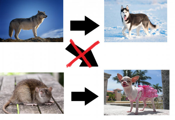 It explains everything - Evolution, Dog, Rat, Wolf, Chihuahua