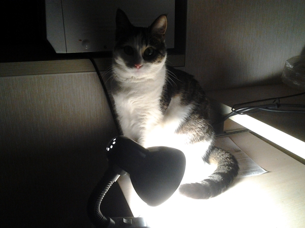 � ������� �������� �����