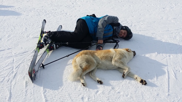 The main thing is to make friends with the locals - My, Dog, The mountains, Gudauri, Georgia, Snow, Skis