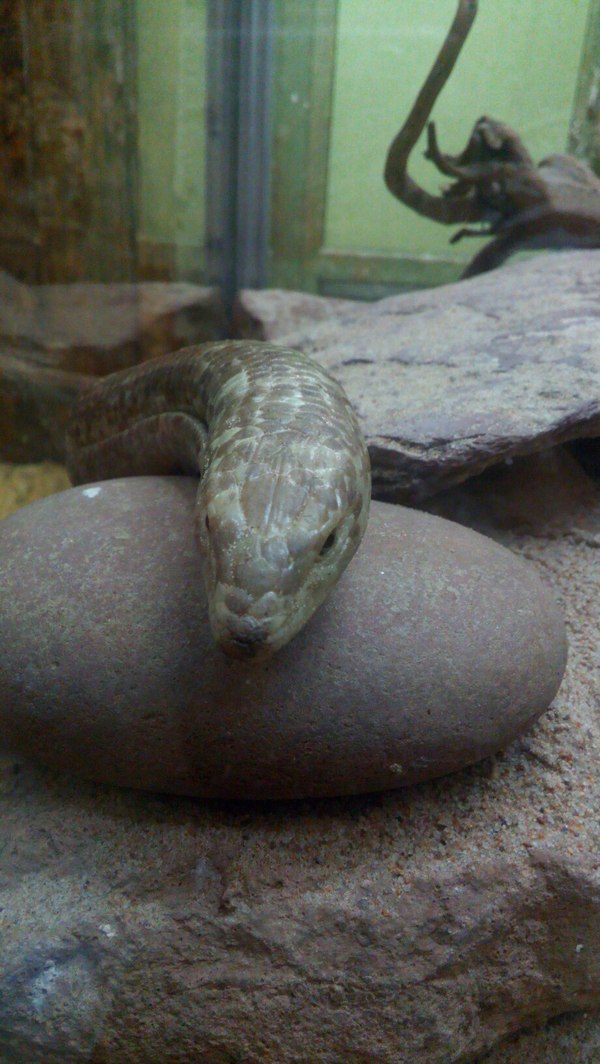 Reptiles of the St. Petersburg Exotarium. - My, Leningrad Zoo, Yellow-bellied, Longpost