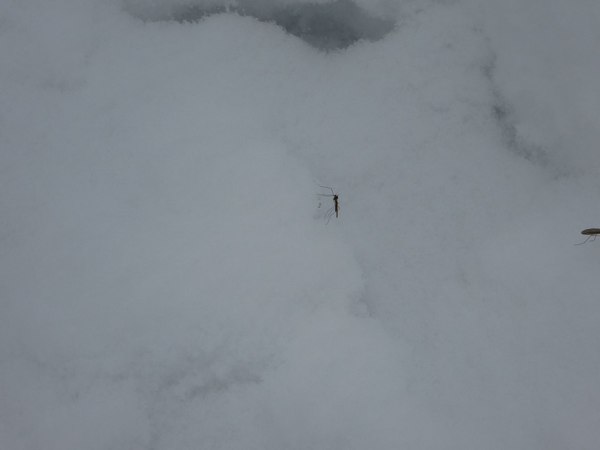 ������ ������.���� ������ ��������.