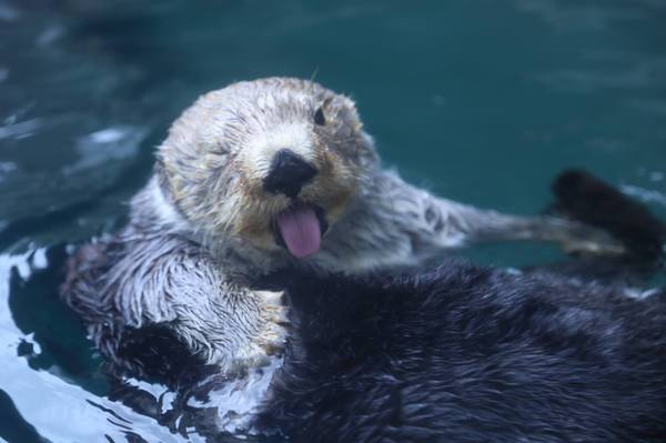 Winking otter - Otter, Otters, Sea otter, Milota, Animals