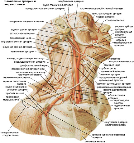 Superficial arteries of the face and neck - , Artery, Anatomy