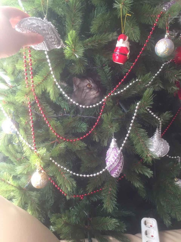 Christmas tree decoration - cat, My, Longpost, New Year, Christmas trees