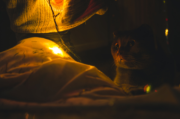 The main gift under the tree - Christmas trees, New Year, cat, Garland, My