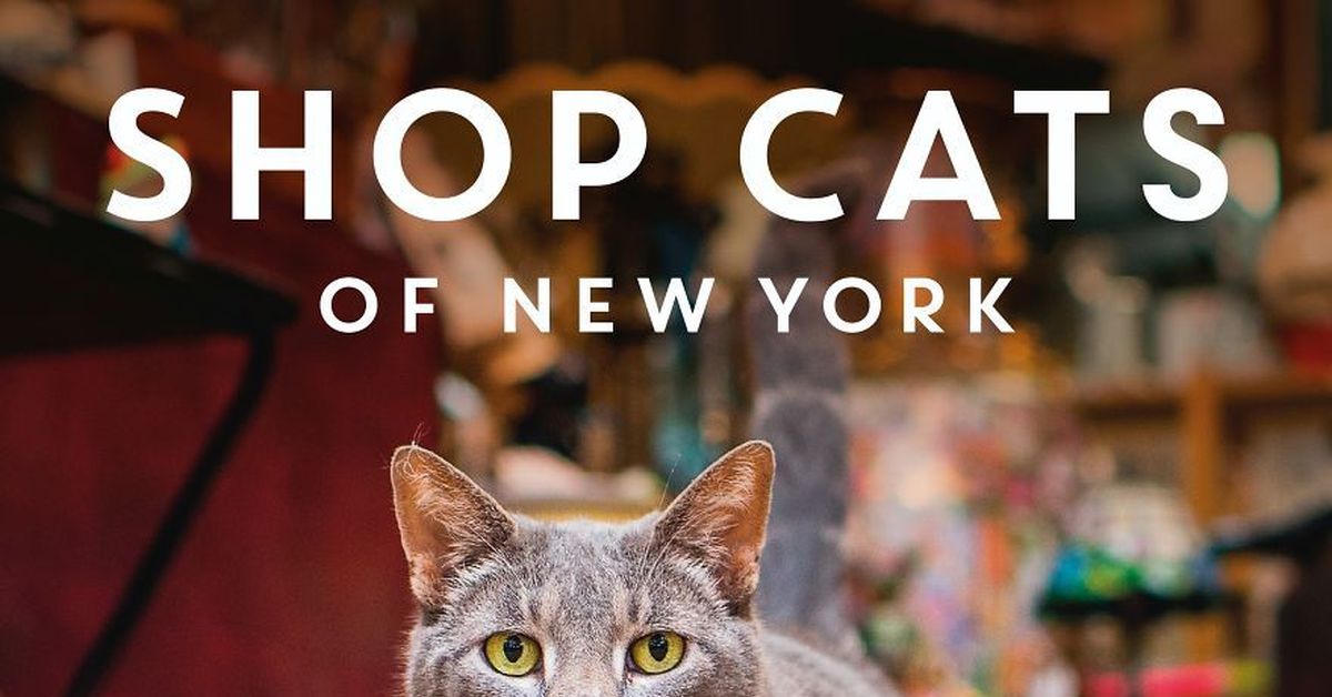 Cats shop. Кошка в Нью Йорке. Коты в Нью-Йорке. New York коты. Сколько стоят кошки в Нью-Йорке.