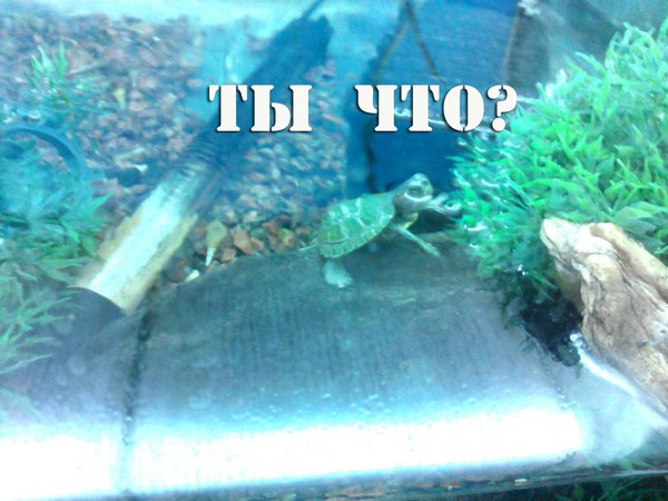 When asked to take a picture of a turtle at a pet store... - My, Pond slider, Pet Shop, Tula, Literary word, Pose