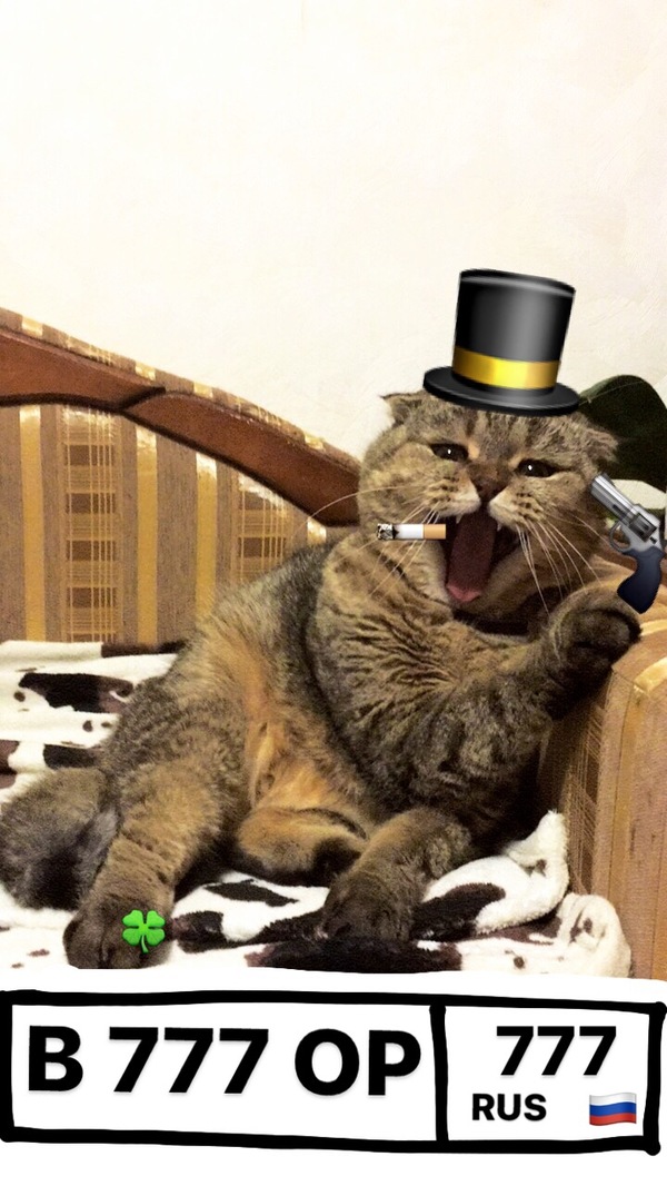 Когда у твоего кота куча цып, а ты сидишь и кушаешь пельменчики