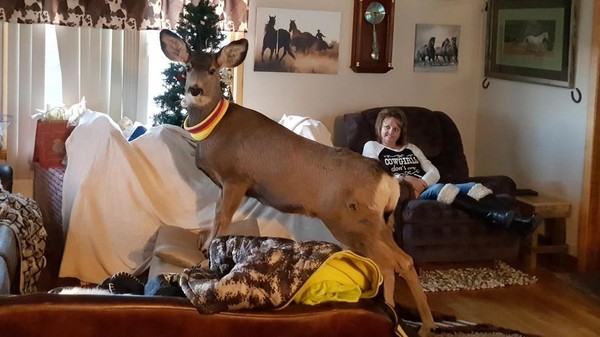 In Kansas, environmental inspectors shot a domestic deer - Copy-paste, Irony, , 