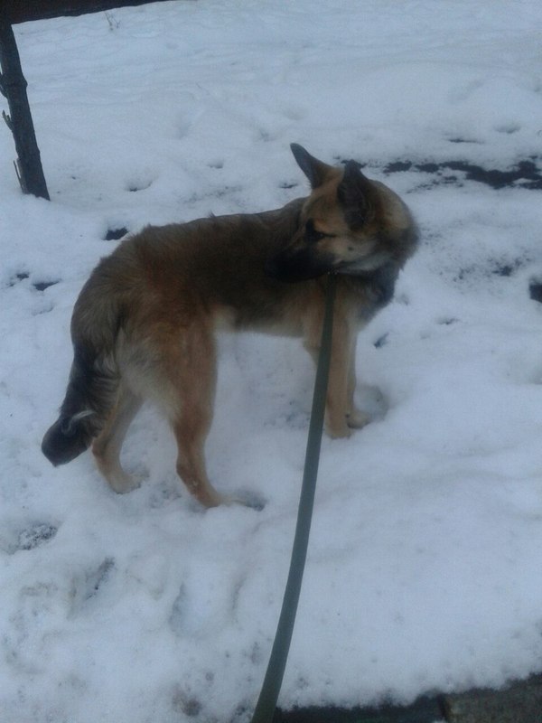 The dog is gone. January 10, Moscow, Kuntsevo. - Moscow, The dog is missing, Longpost, Kuntsevo