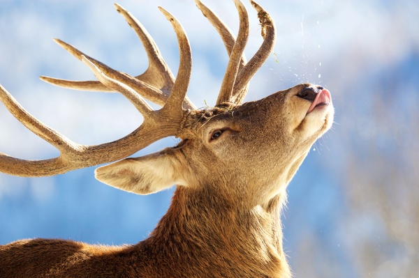 Enjoying the winter - Deer, Language, Snow, King with crown, Sneezes, The photo, Winter, Animals, Deer