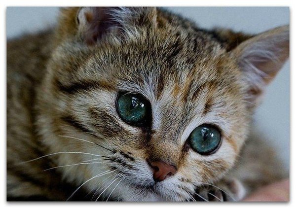 A touching poem about a cute kitten !!! - Poems, cat