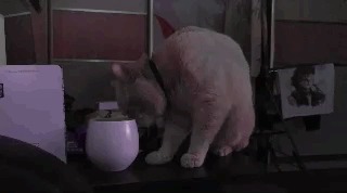 Наш Тимошка Кот, Исследования, Гифка, Чашка