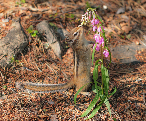 Burunduchar near Ivanchai - Chipmunk, Blooming Sally, Grass