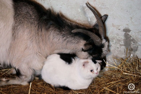 How a cat and a goat became friends =) - Goat, cat, Chelyabinsk, friendship, Longpost