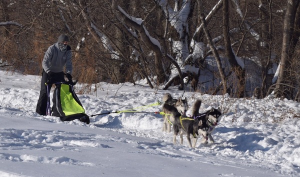 Решение завести ездовую собаку. Тренировки ч. 1 Собака, Аляскинский маламут, Сибирский хаски, Тренировка, Длиннопост