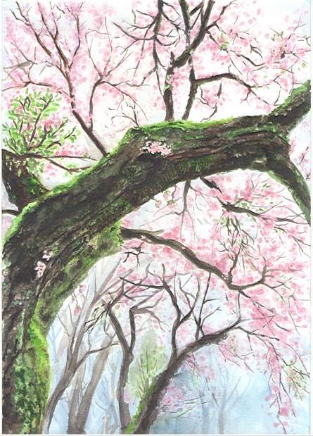 Blooming cherry - My, Watercolor, Sakura, Spring