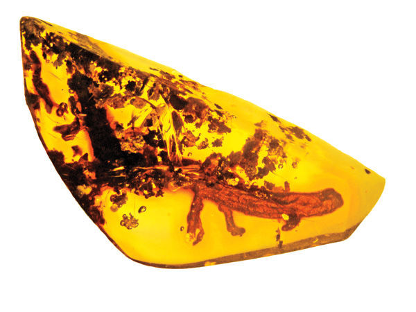Salamander 20 million years old - Paleontology, Salamander, Amber