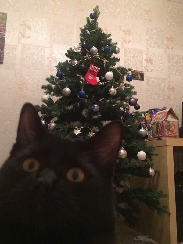 Johnny Catsville is back! - My, cat, Christmas trees, Johnny Catsville
