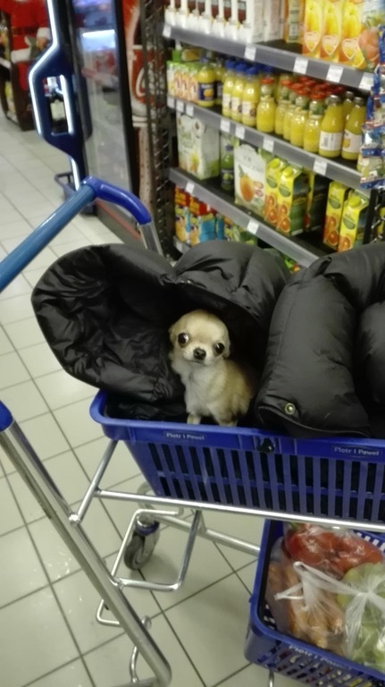 Don't forget to buy me something too, master - Dog, Puppies, Milota, Supermarket