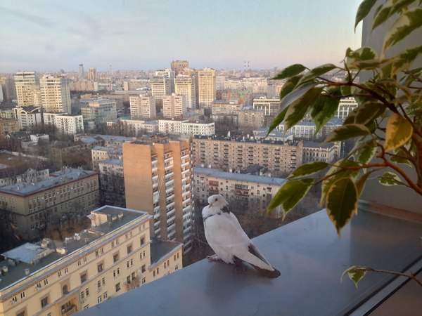 Photos from the office in the center and on the outskirts of Moscow - My, Color, Moscow, Pigeon, , The photo, Difference